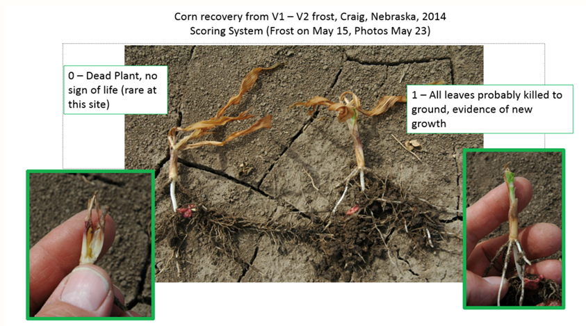 Images of corn seedlings showing freeze damage.