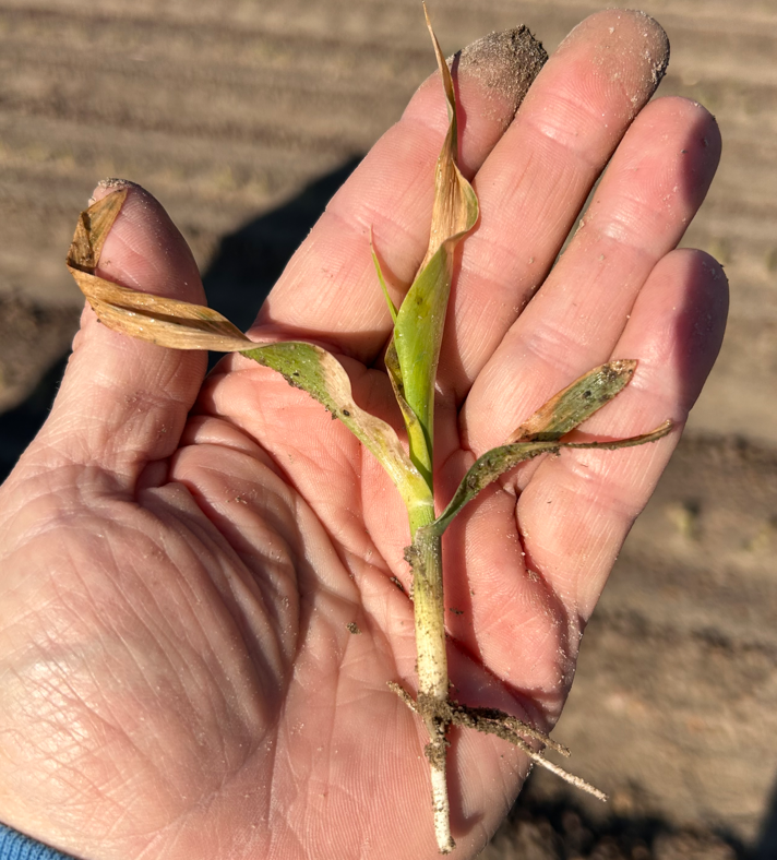 Corn seedling showing foliage damaged by frost or freeze.
