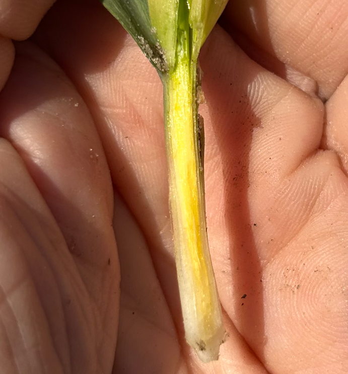 Split stem of corn seedling showing healthy tissue after freeze event.