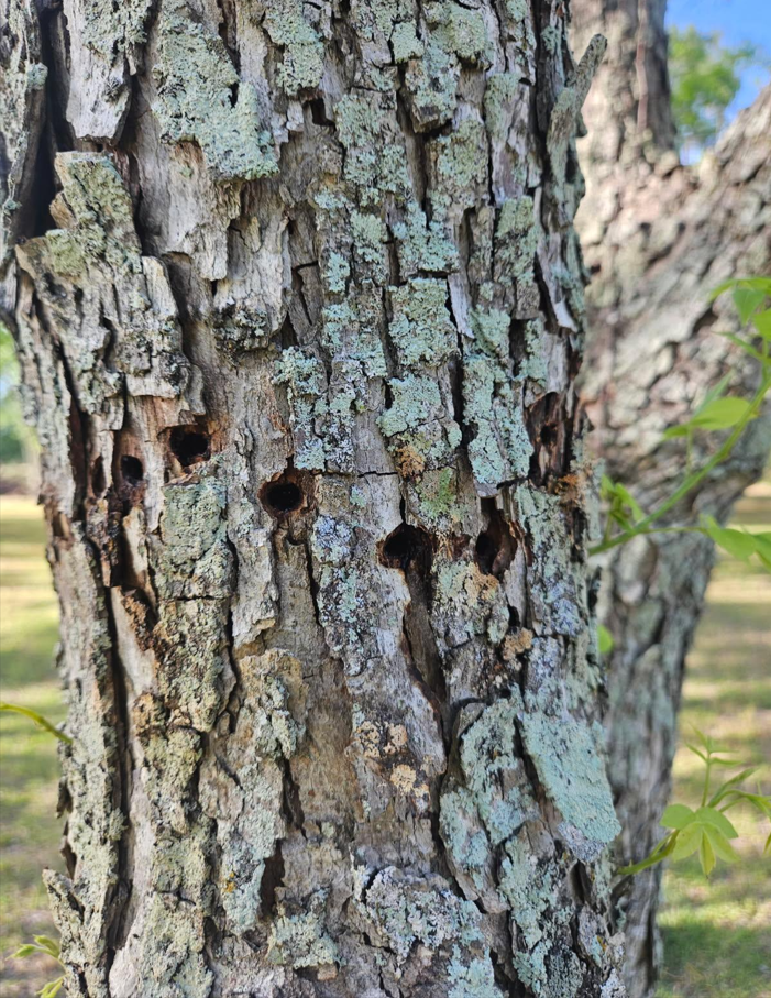 Image of pecan tree showing woodpecker injury.